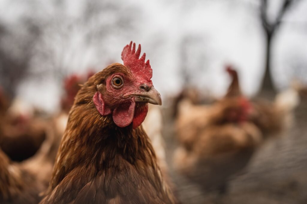 2025 Health Alert: Measles Resurgence, Bird Flu Concerns, and Alzheimer’s Breakthroughs