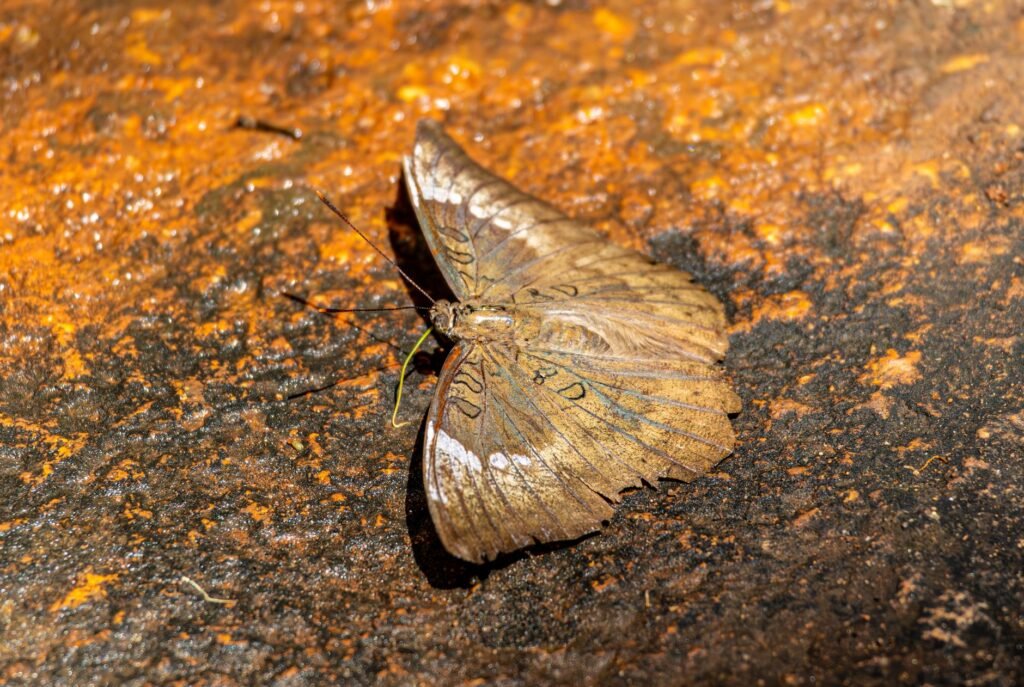 Medical Update: Butterfly that barely ages could help unlock longevity secrets