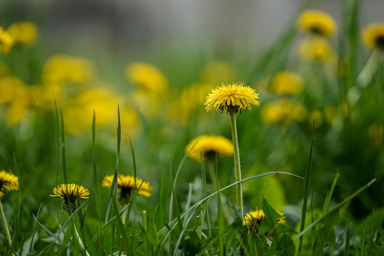 Wellness Report: One of the world’s most popular weedkillers may be fueling deadly superbugs