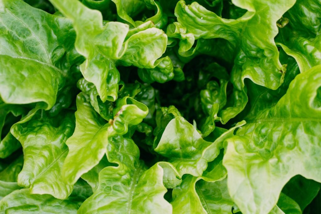 Health Insight: Scientists turned red lettuce green and something surprising happened