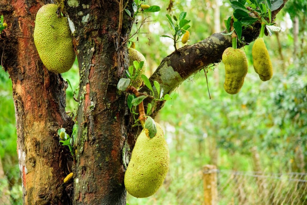 Medical Update: This giant tropical fruit could help reverse gum disease damage