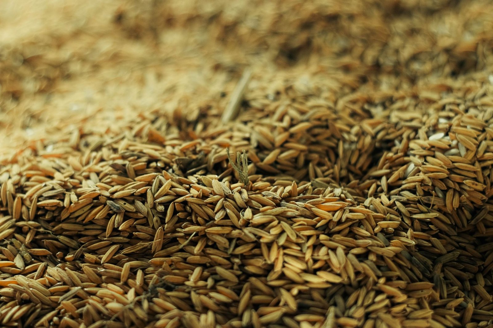 What They Never Told You About Rice Bran Compound Help