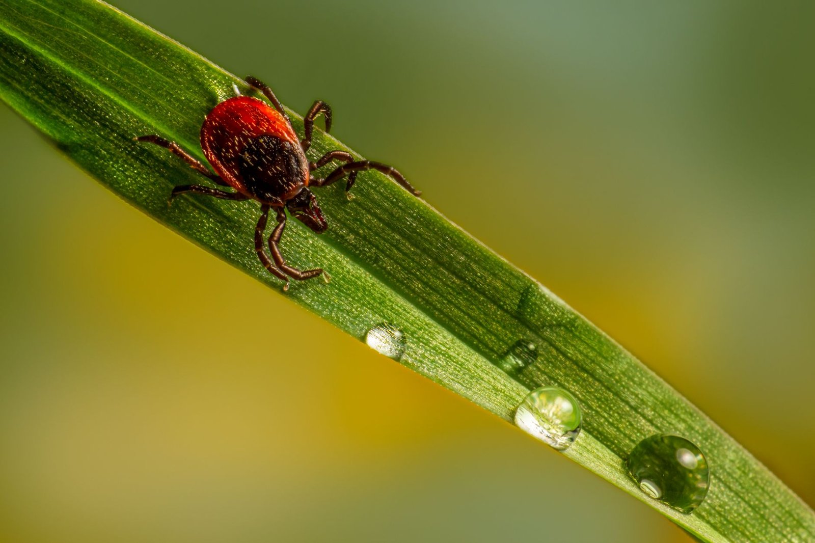 Health Insight: Scientists discover the one nutrient beneficial parasites can't live without
