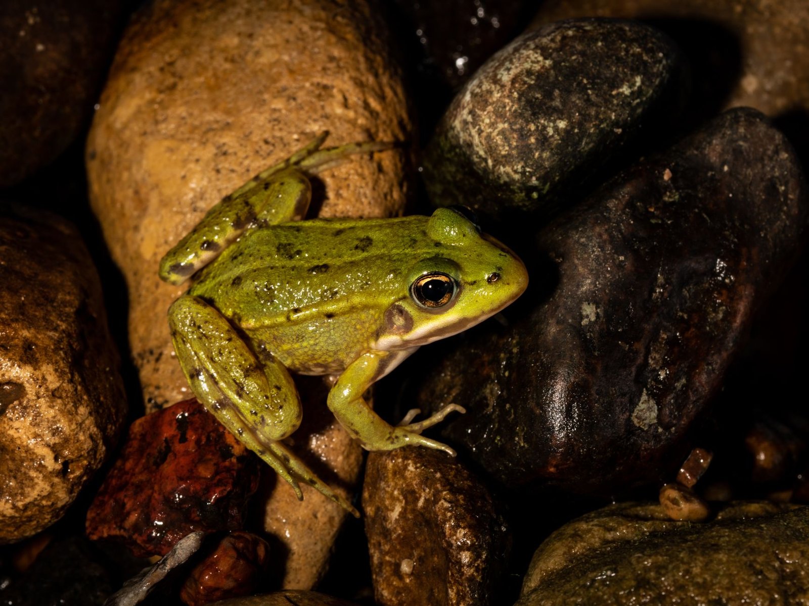 Medical Breakthrough: Scientists finally solved why some frogs survive a deadly fungus