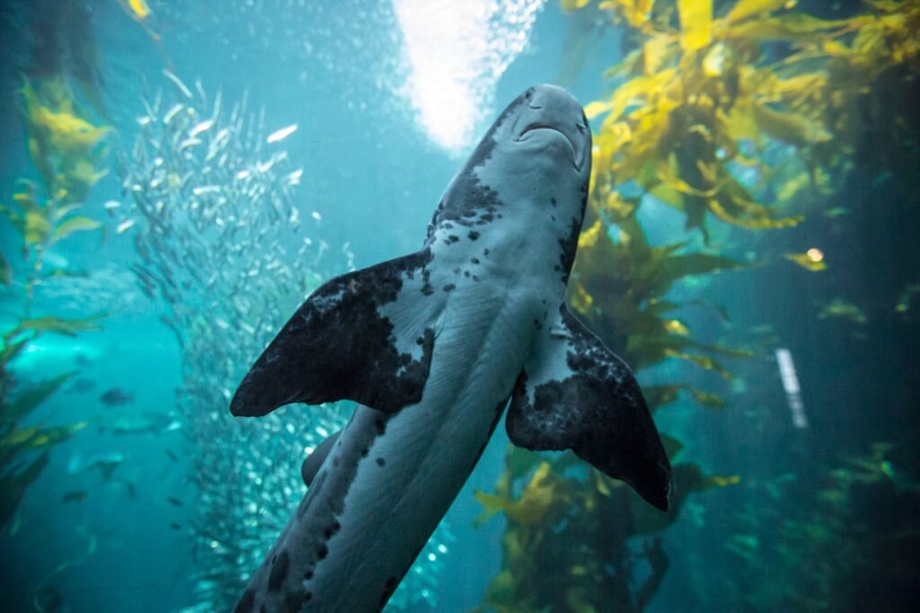 This Changes Everything: This shark can live 400 years. Its eyes barely seem to age
