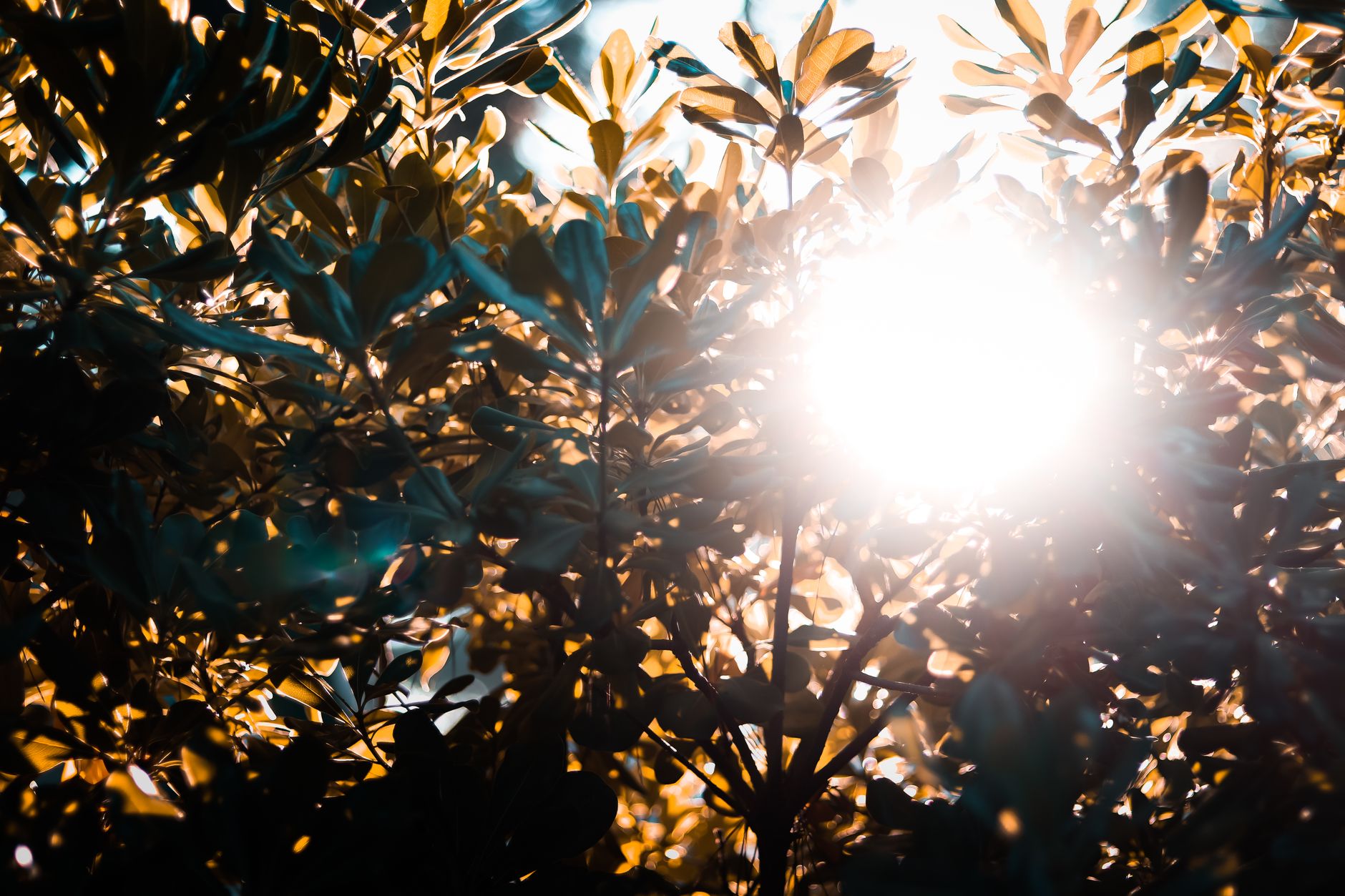 Doctors Are Stunned: Weak sunlight can still damage your DNA, scientists warn